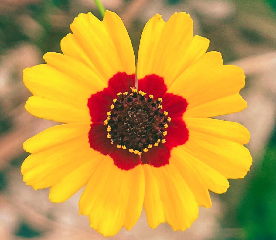 yellow flower